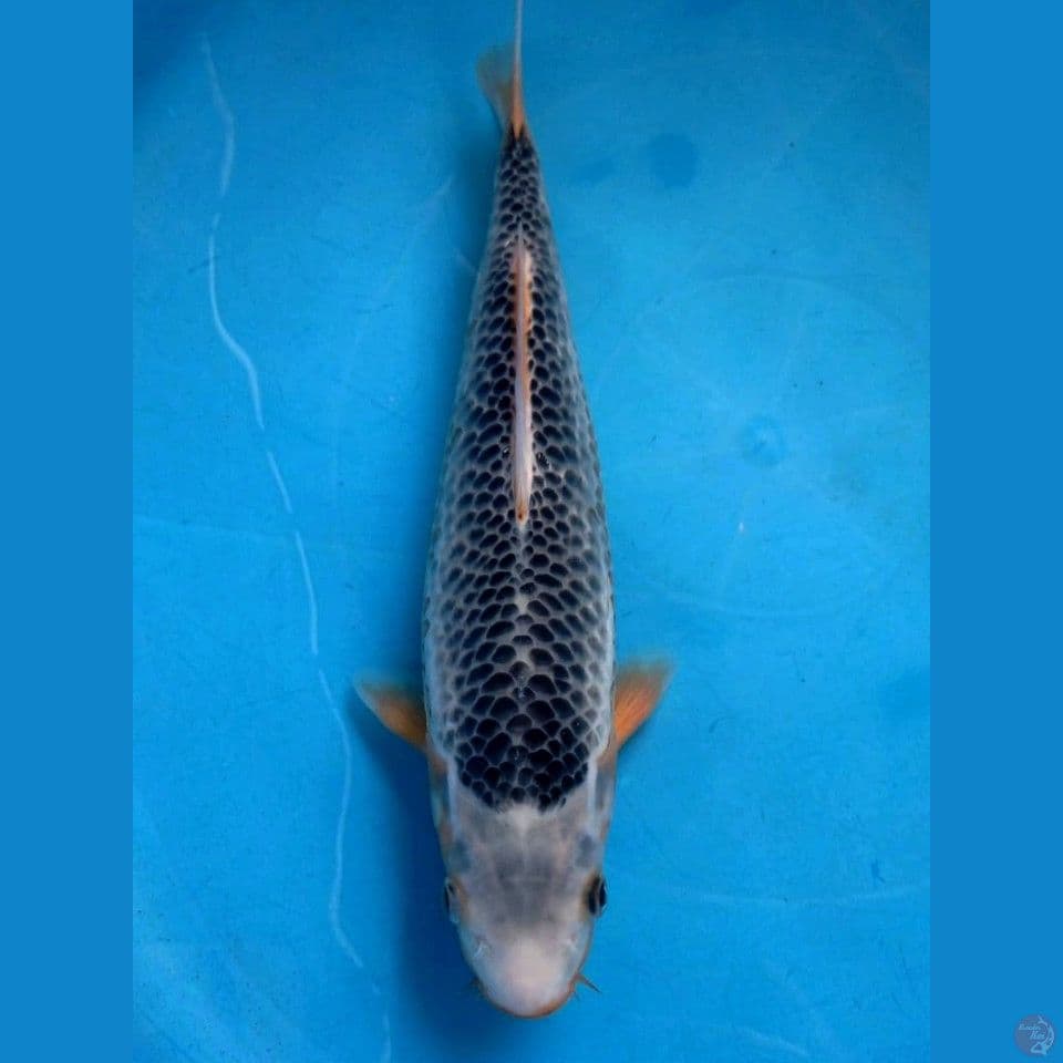 asagi, 31 cm