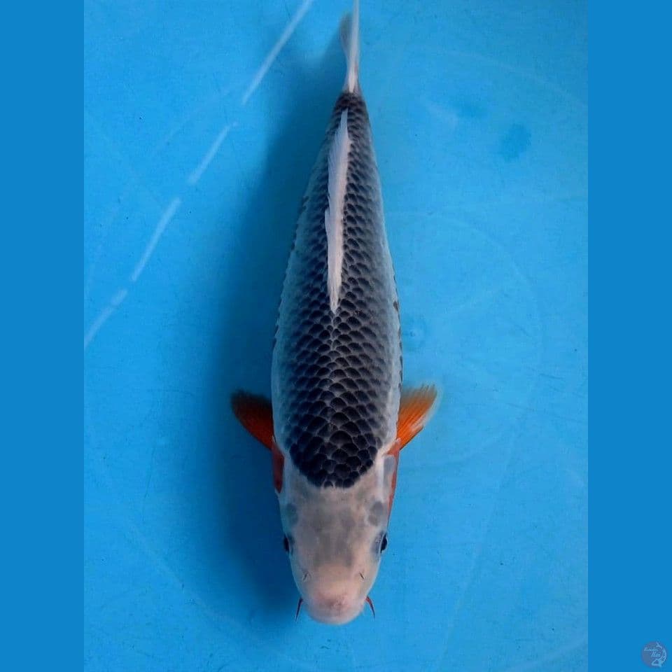 asagi, 26 cm