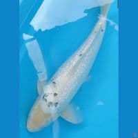 Ginrin Male 45 cm