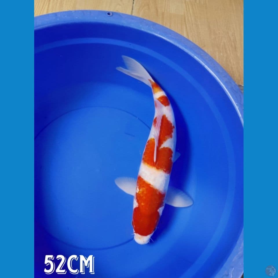 KOHAKU