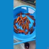 karamel mix ginrin 15-20 cm 30 ekor