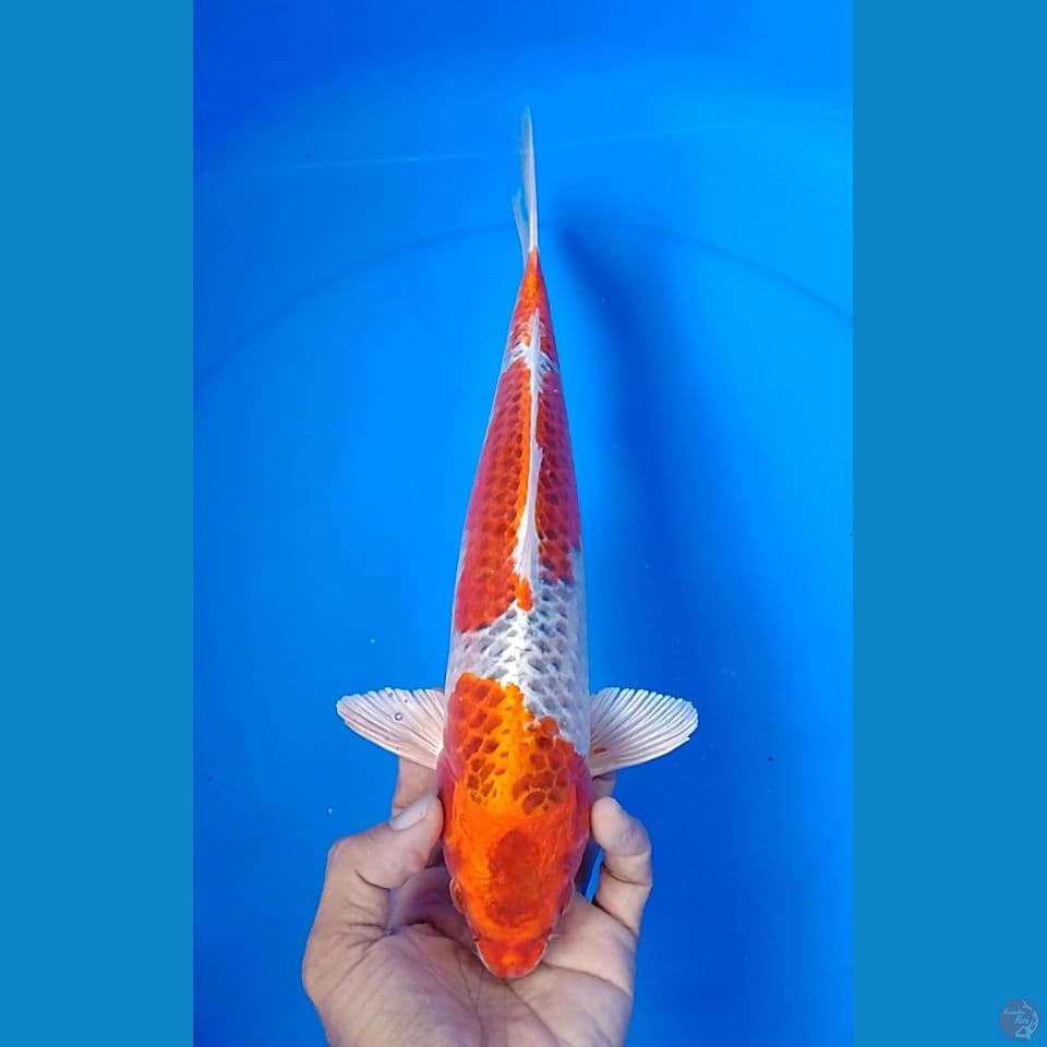 gingga size 31cm.m
