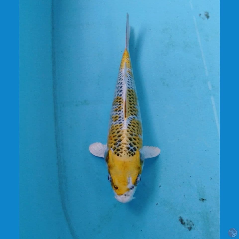 kujaku kirin 25cm