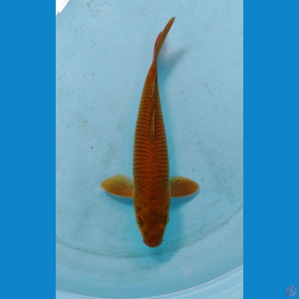 chagoi 25cm