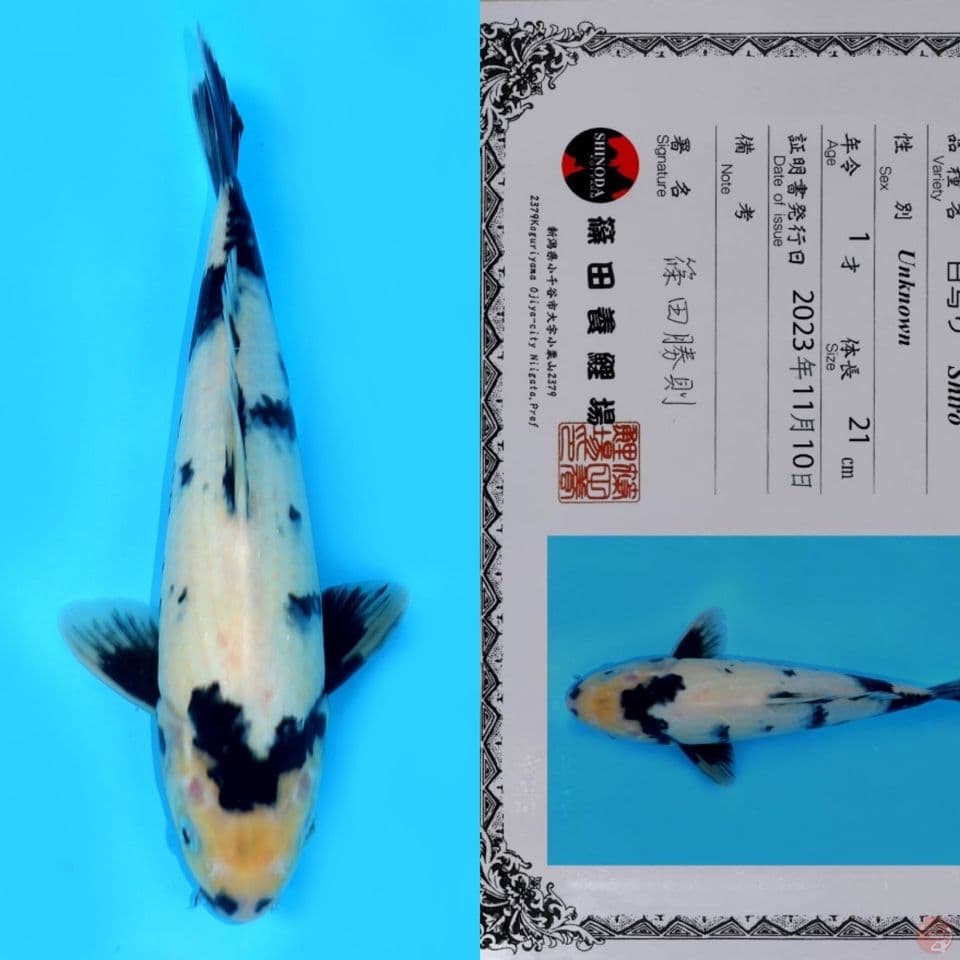SHINODA SHIRO UTSURI HQ 32CM