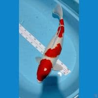 Kohaku Betina 52cm