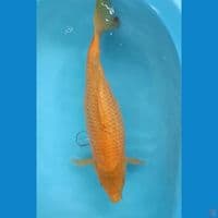 Karasi jumbo