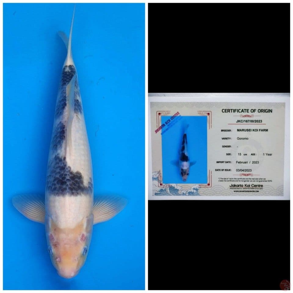 Marusei Goromo