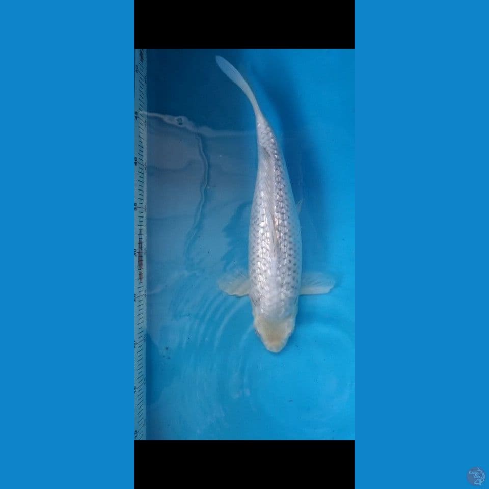 shoragoi bulky +-33cm