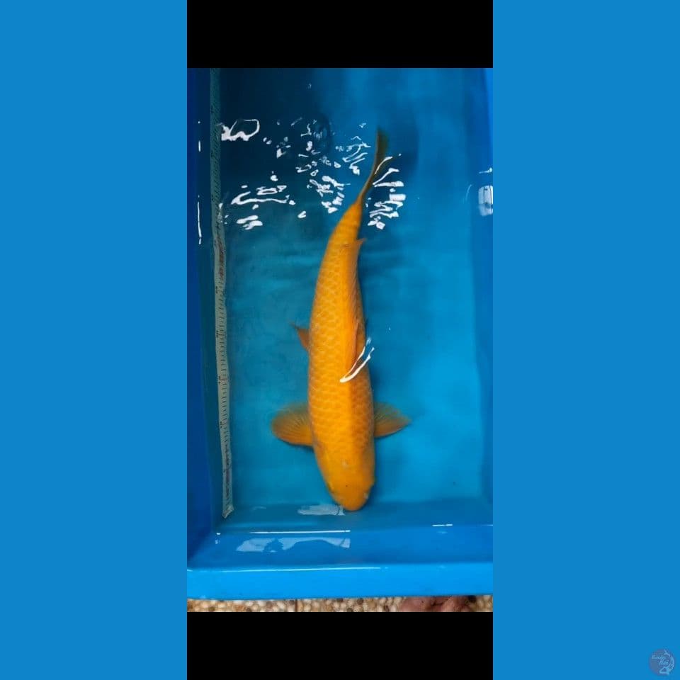 karasi bahan jumbo