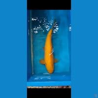 karasi bahan jumbo