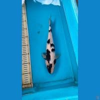 shiro 33cm male