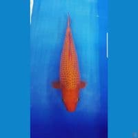 KARAMEL 30 CM HQ