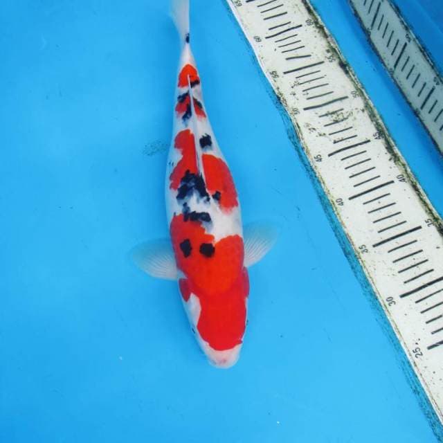 SANKE - FIMALE 35 CM