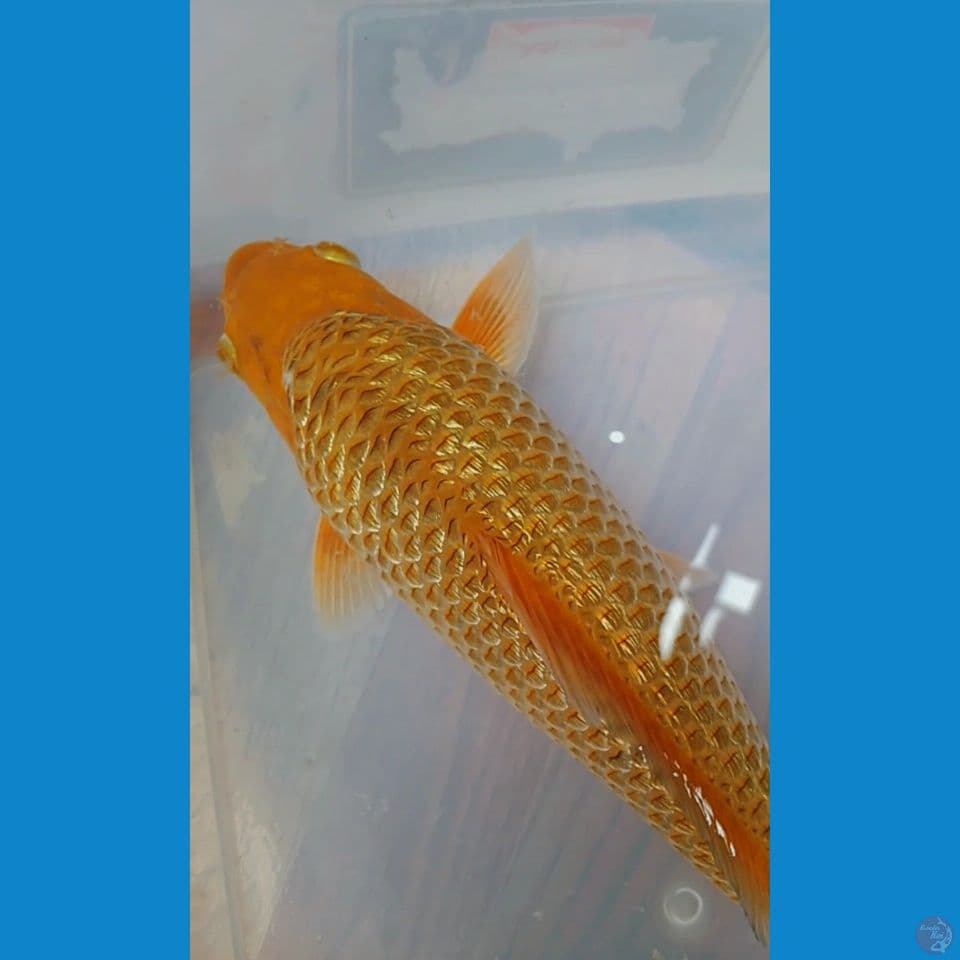 karamel ginrin bulky punuk