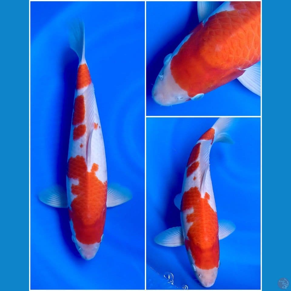 KOHAKU SUPER BLOOD LINE AKF JANTAN ORIGINAL