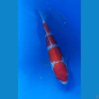 kohaku 25cm