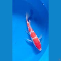 slayer kohaku 27cm