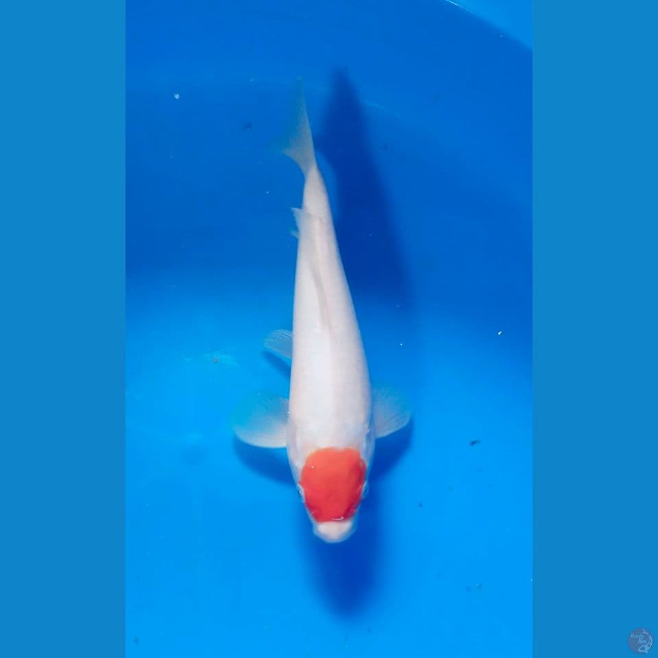tancho kohaku 27cm