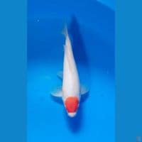 tancho kohaku 27cm