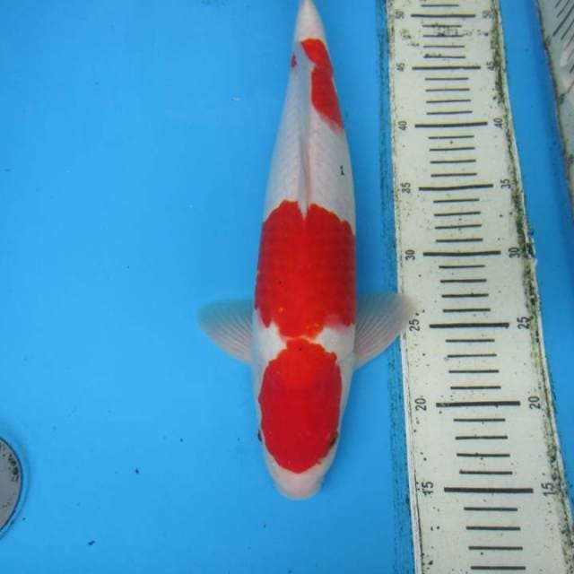 ORIGINAL KOHAKU 40 cm