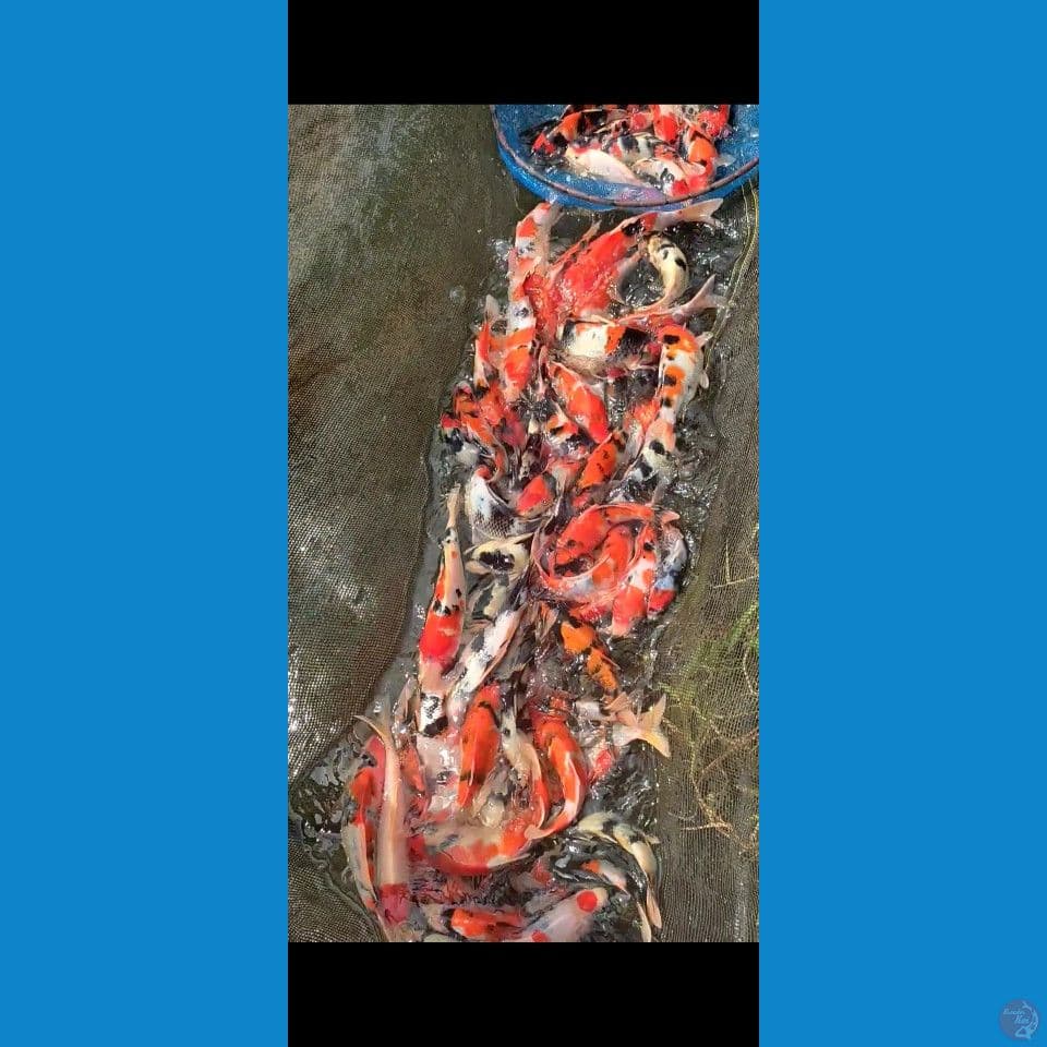 Showa mix Grade A+ 18-25cm 70ekor