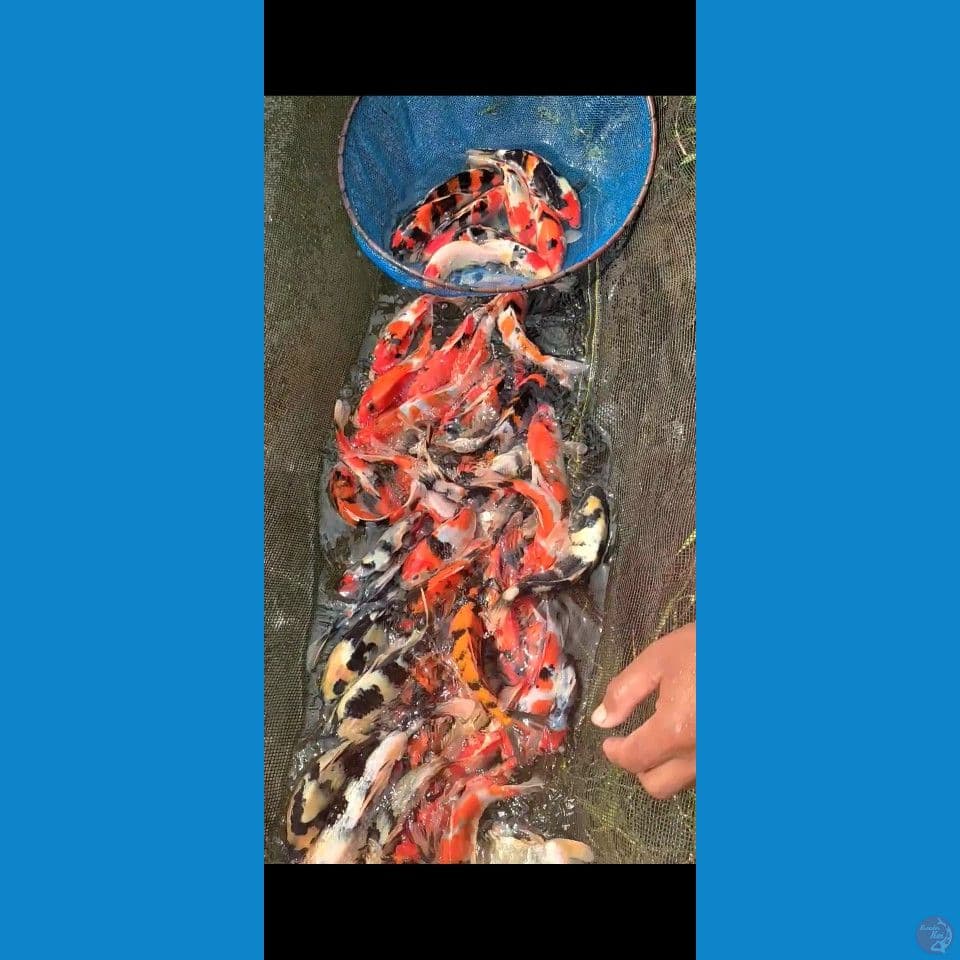 Showa mix Grade A+ 18-25cm 70ekor