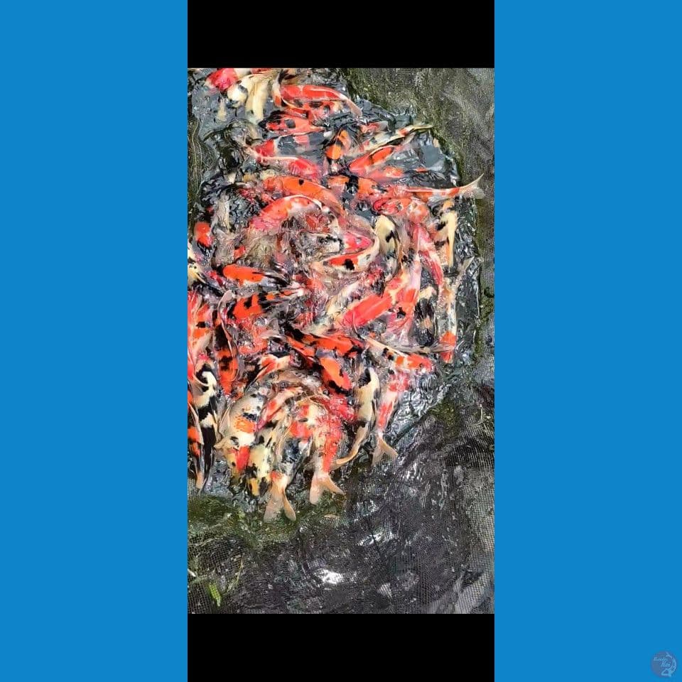 Showa mix Grade A+ 20-30cm 85ekor