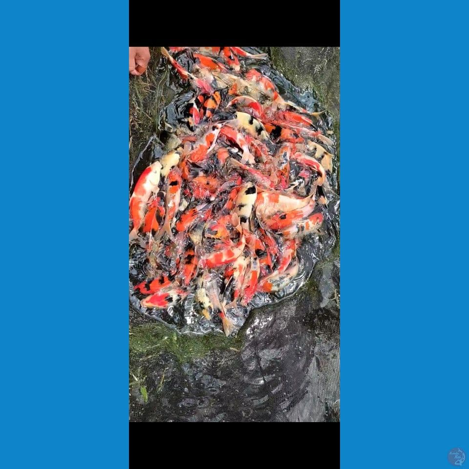 Showa mix Grade A+ 20-30cm 85ekor