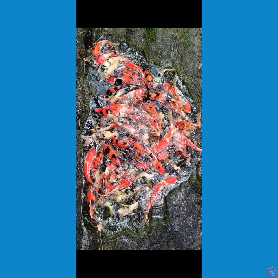 Showa mix Grade A+ 20-30cm 85ekor