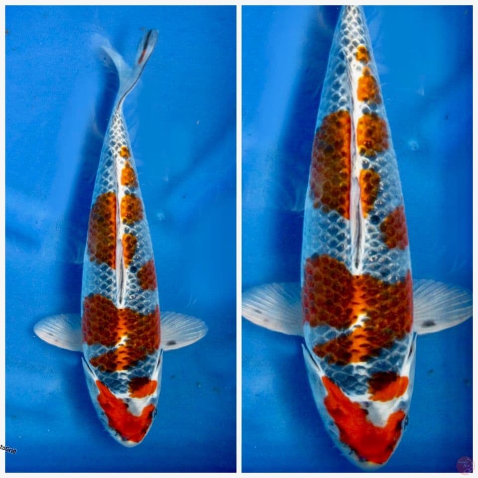 Goshiki F1 marusai 33cm