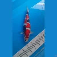showa quality 40 cm
