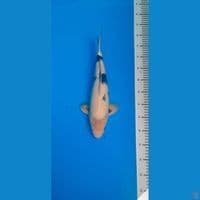shiro tategoi 40 cm male