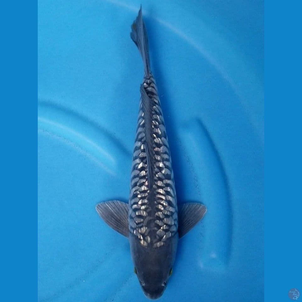 ARAGOKE GINRIN 31 CM MALE