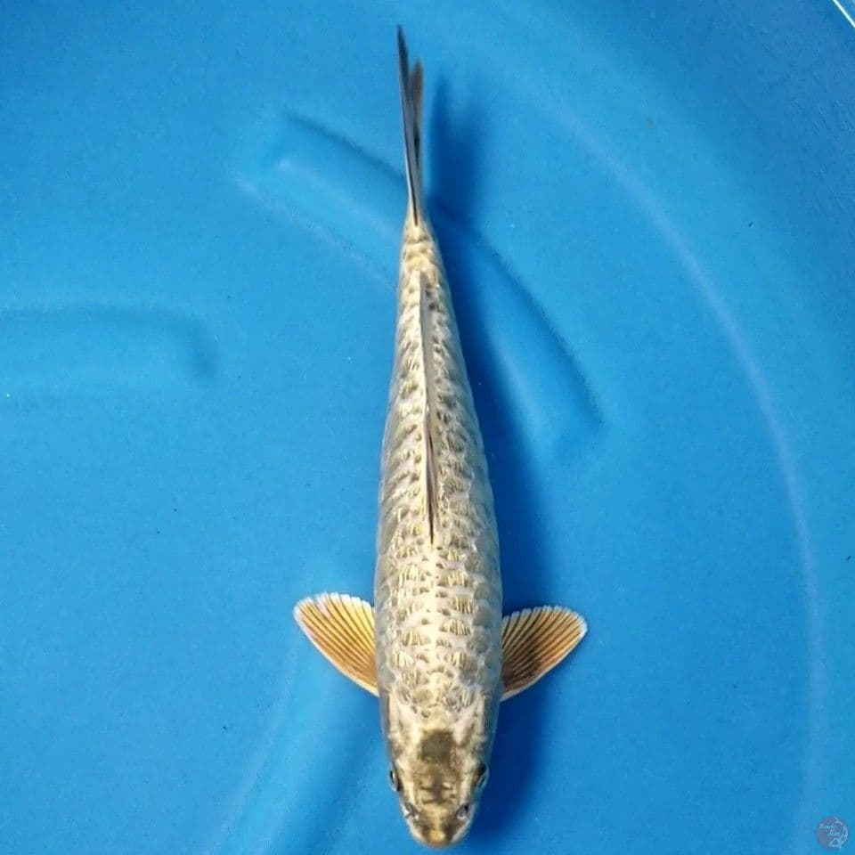 ARAGOKE GINRIN 33 CM MALE