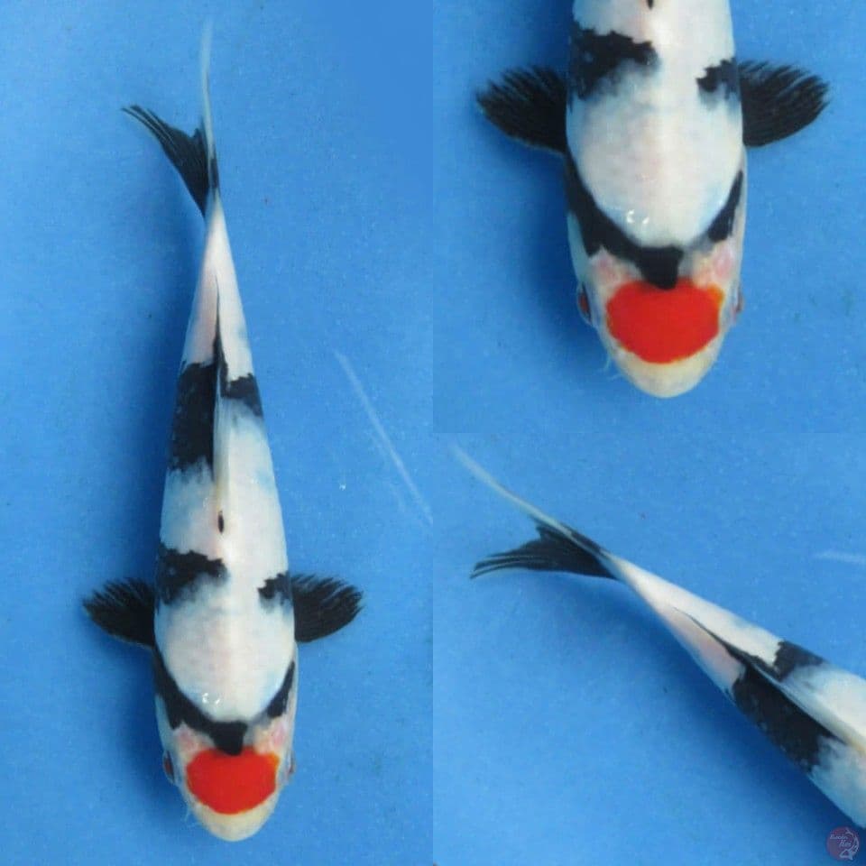 17cm, Baby Tancho Showa Quality