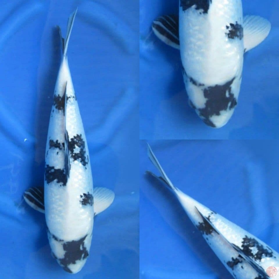 47cm, Jumbo shiro ginrin