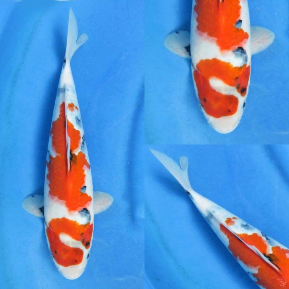 32cm, Kindai showa Evo HQ