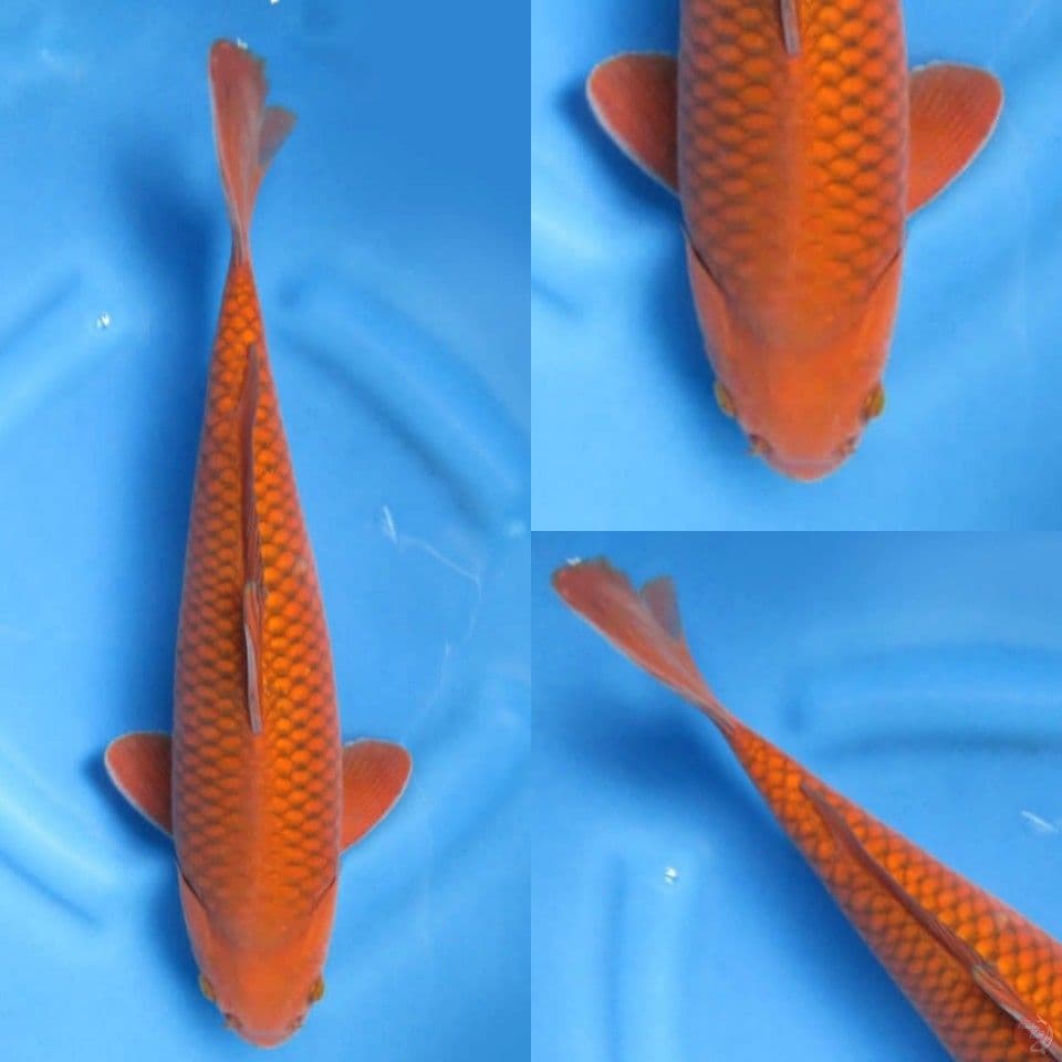 42cm, Super Tembaga Jinak no bocor
