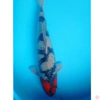 JUMBO TANCHO SABIKOYO 47 CM