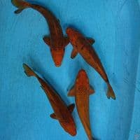 KARAMEL 26-29 CM (4 EKOR ) 