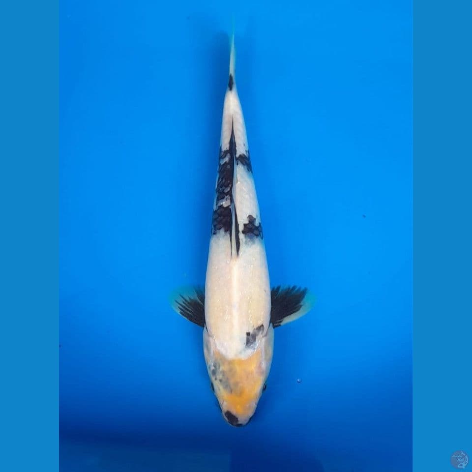 Shiro 28cm