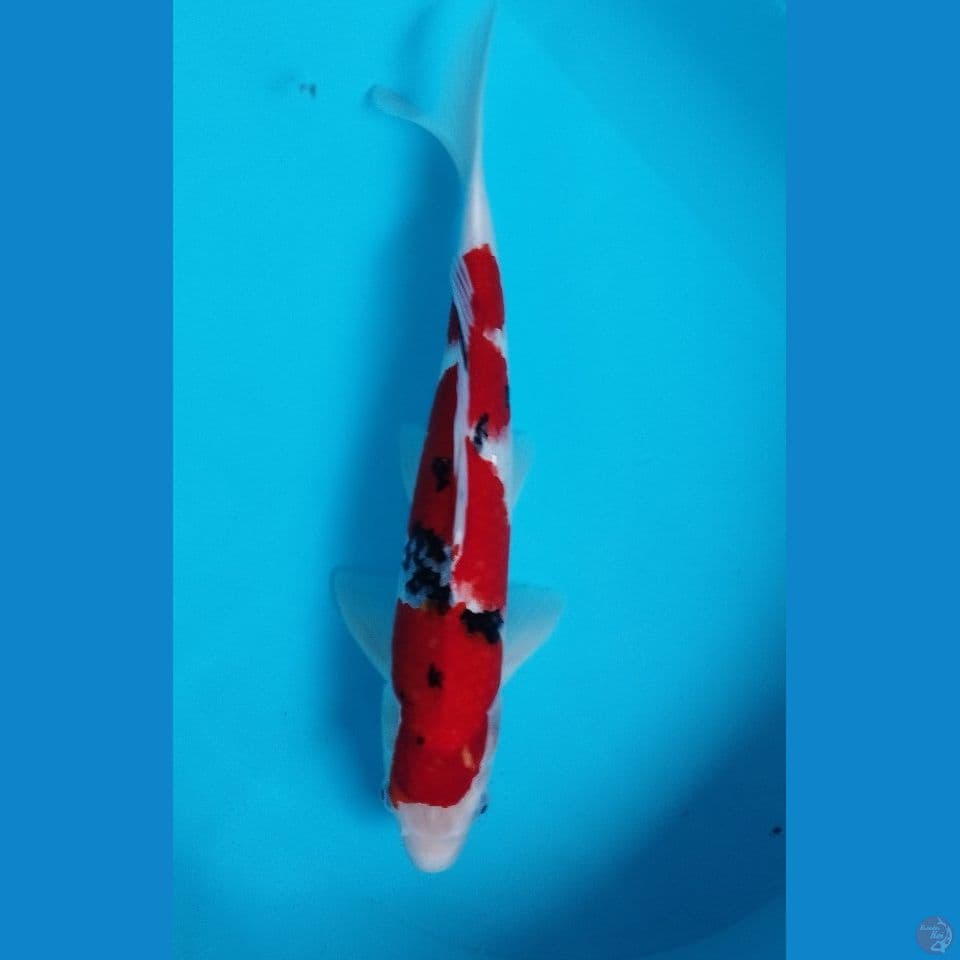 sanke hq 43cm male