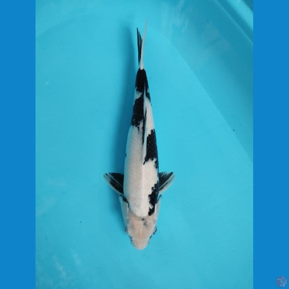 shiro 37cm jantan