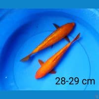 benigoi ginrin 28-29 cm
