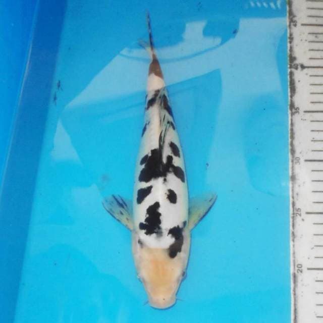 BEKKO DALMATION