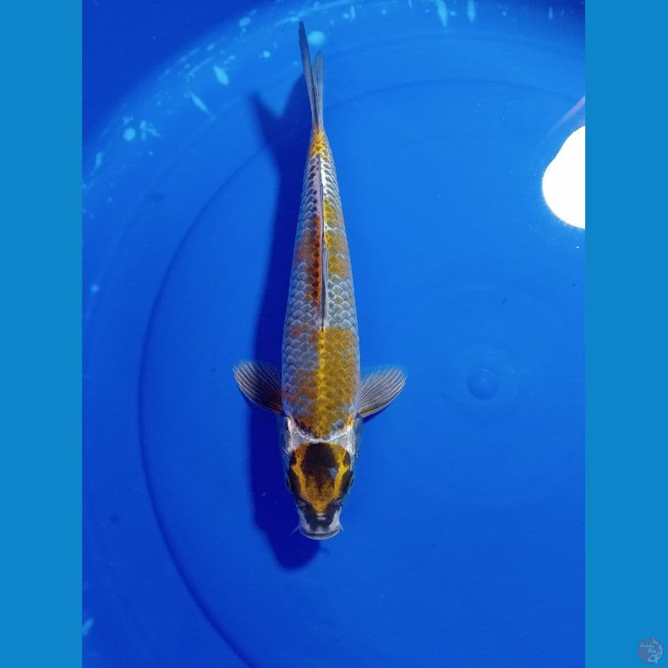 MARUTEN KOHAGANE 29 CM