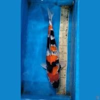 showa 49cm