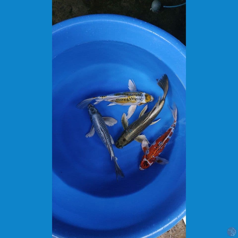 penari kolam ????