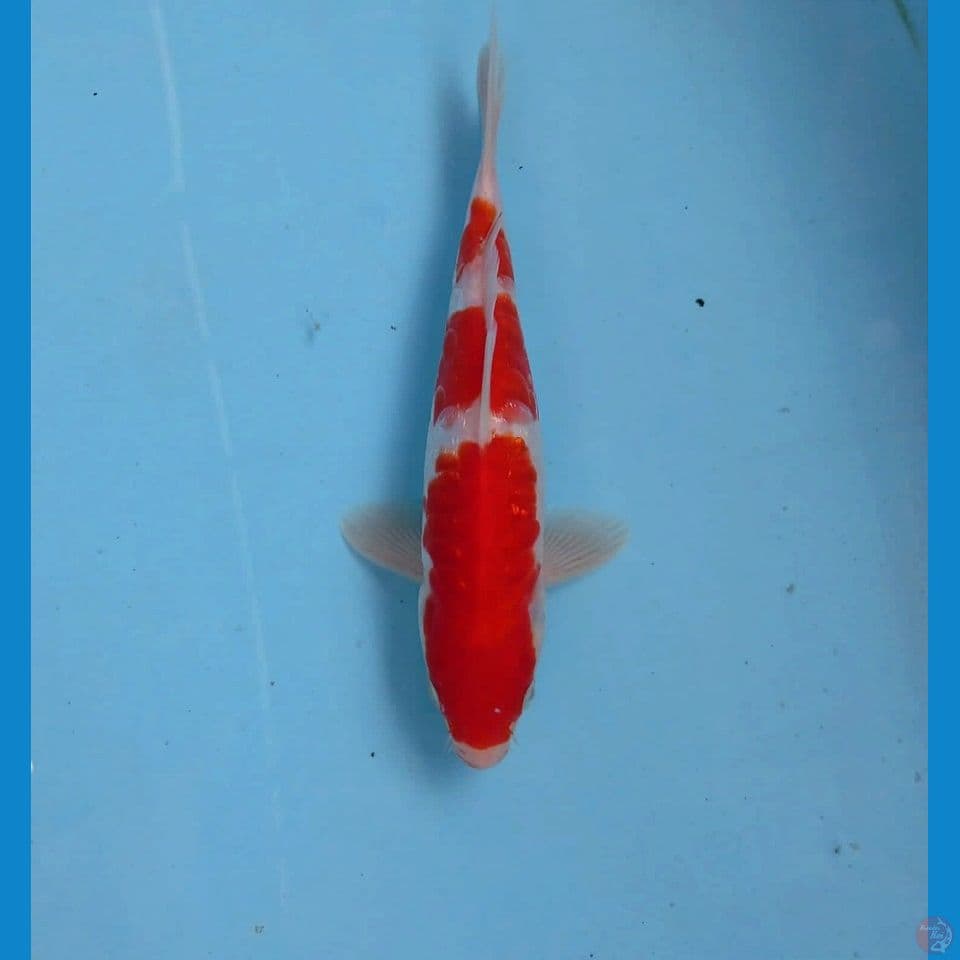 kohaku aragoke, 20 cm